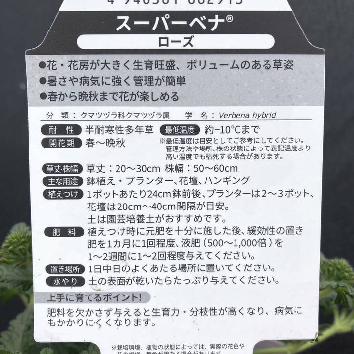 PW スーパーベナ ローズ 3.5号×3株セット｜草花04-PA | 草花,[季節の