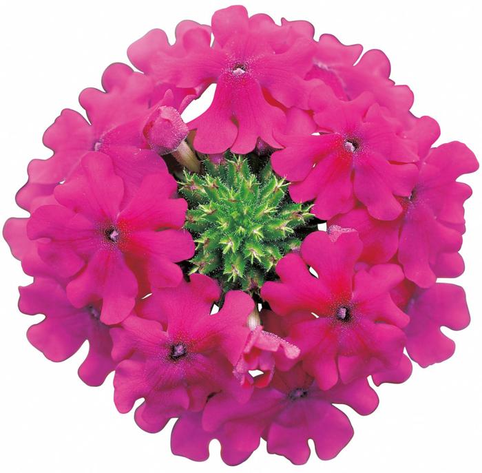 花ページ 2026年1/18～24・有楽町】エメラルド押し花5人展 - ハルメク花アート