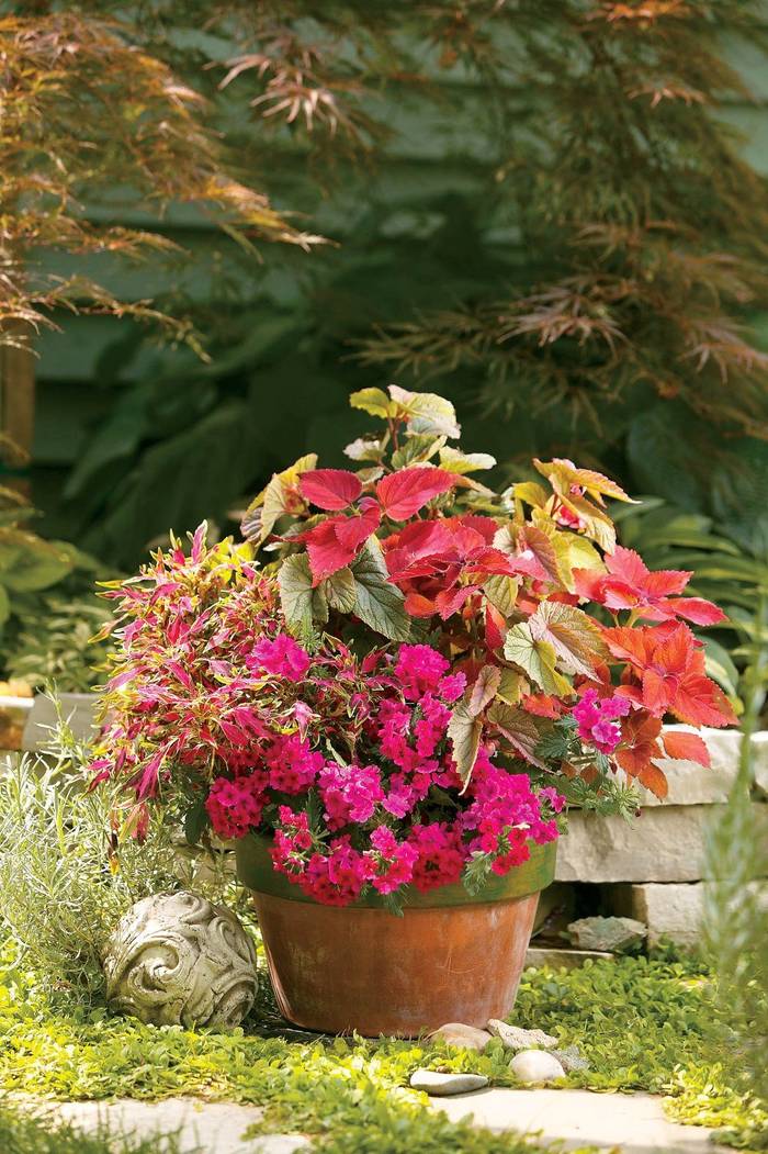 花ページ 1F ラックスや早春のお花たちが入荷開始! | オザキフラワーパーク