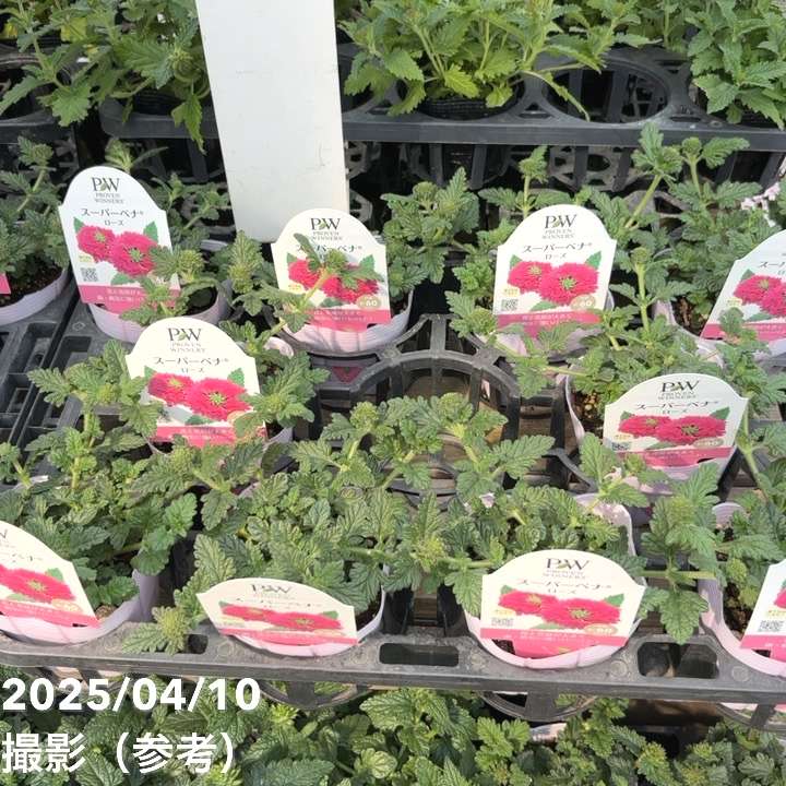 PW スーパーベナ ローズ 3.5号×3株セット｜草花04-PA | 草花,[季節の