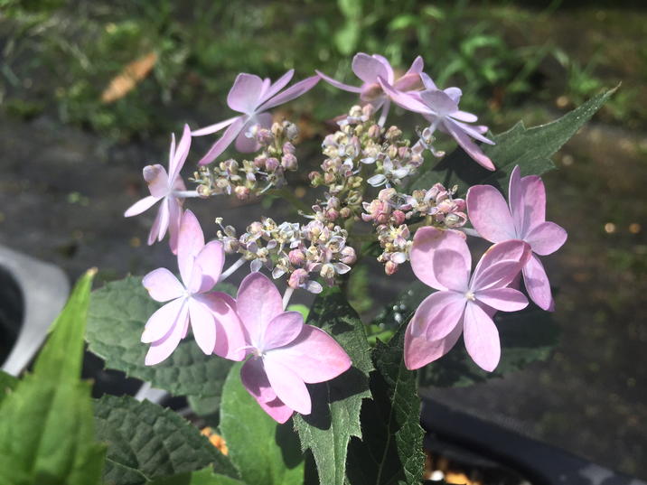 ヤマアジサイ 4号 石鎚の光 イシヅチノヒカリ（3）｜花木01-D1 | 赤塚