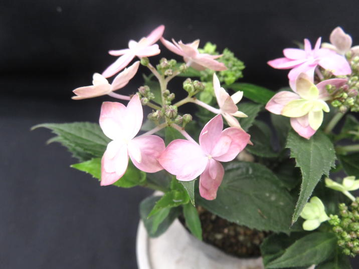 ヤマアジサイ 4号 石鎚の光 イシヅチノヒカリ（3）｜花木01-D1 | 赤塚