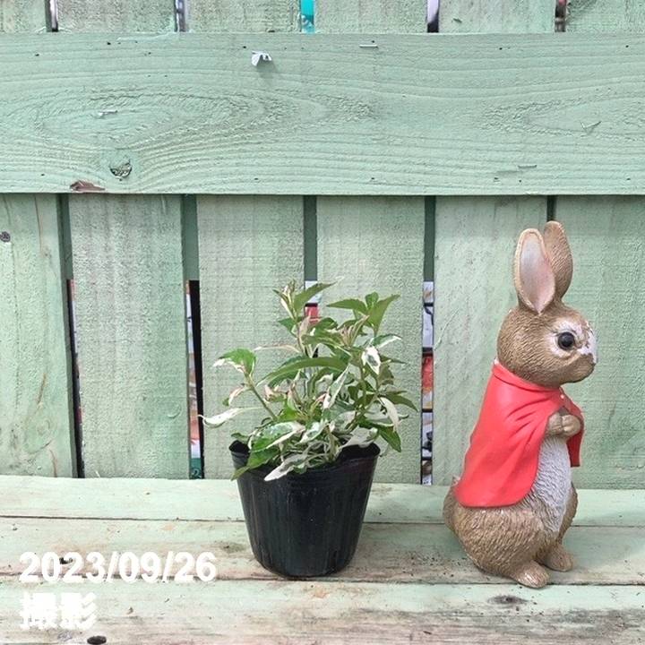 斑入りアジサイ カラフルランジア オーロラ 3号 PVP｜花木04-PA | 花木