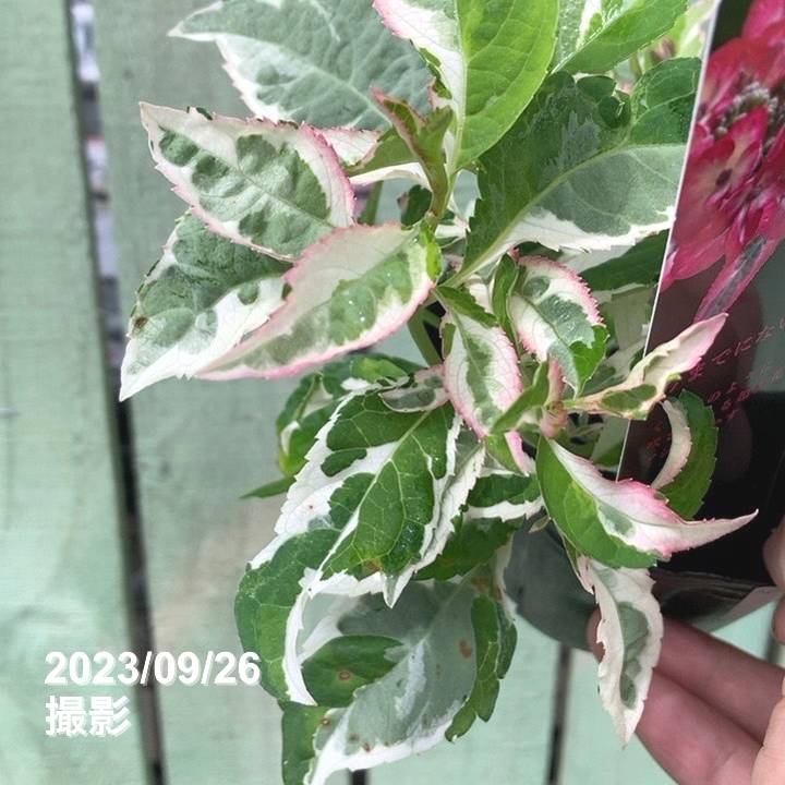 あじさいです 25490_1.jpg