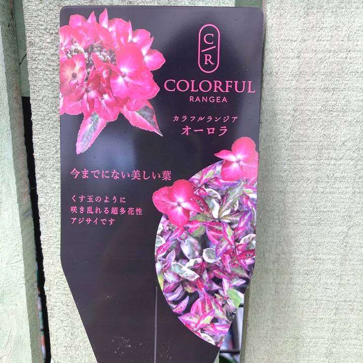 斑入りアジサイ カラフルランジア オーロラ 3号 PVP｜花木04-PA | 花木