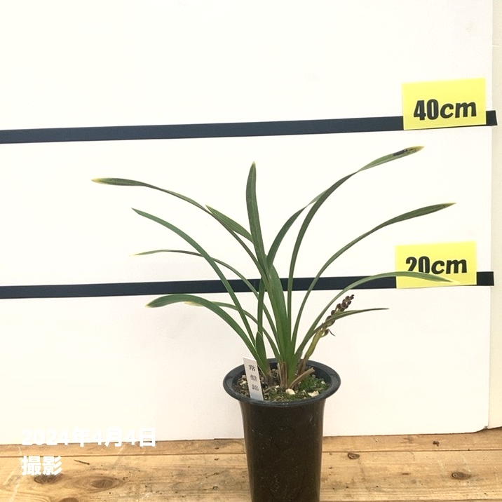 まもなく開花～開花 花芽1個＞キンリョウヘン 4号（常盤錦）｜ミツバチ