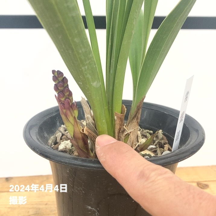 予約販売・2月初旬ごろお届けキンリョウヘン 【即決】キンリョウヘン