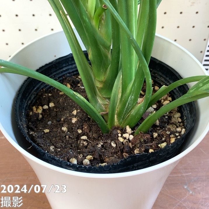 アグラオネマ　シルバークイーン　6号　　観葉植物 観葉植物 アグラオネマ シルバークイーン（6号鉢）｜HanaPrime
