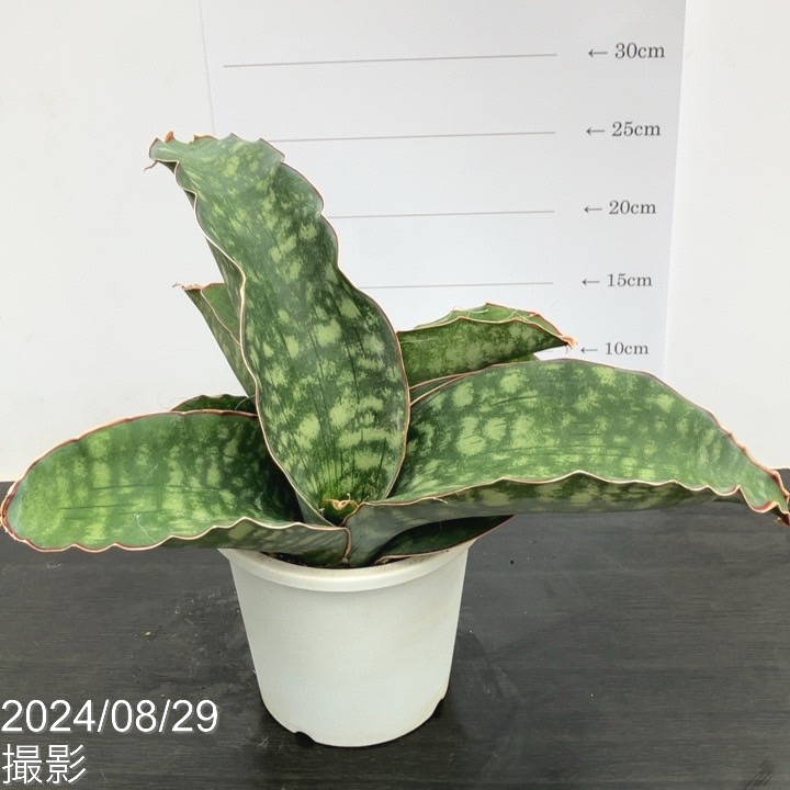 サンセベリア ドラゴンウイング　子株付き Amazon.co.jp: 多肉植物 サンスベリア ドラゴンウィング 5号