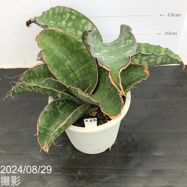 斑入り　サンセベリア　ドラゴンウィング　サンスベリア 斑入り サンセベリア ドラゴンウィング サンスベリア n*u様