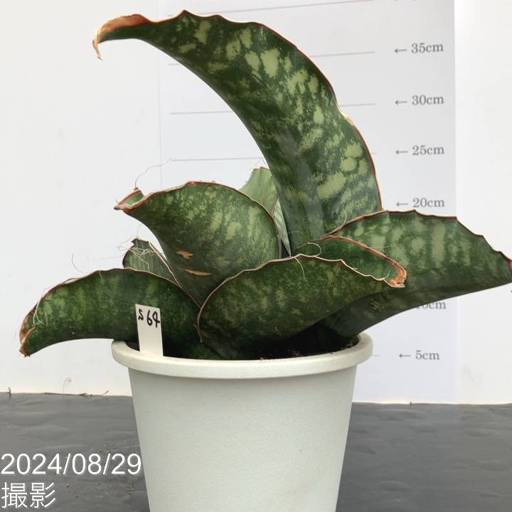 期間限定10％OFF！】【現品お届け】サンスベリア 5号 ドラゴンウィング