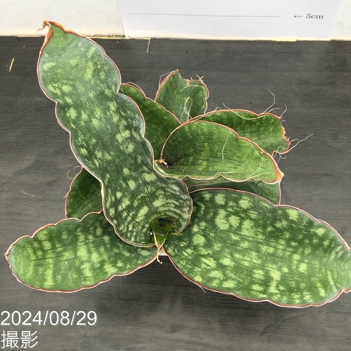 現品お届け】サンスベリア 5号 ドラゴンウィング 白プラ鉢仕様（S64