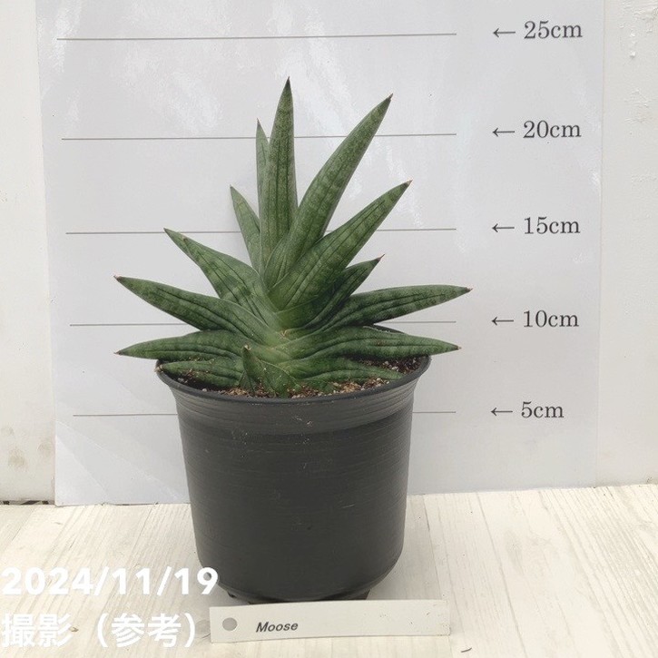 サンスベリア 4号 ムース Moose 黒プラ鉢｜観葉02-D2 | 観葉・多肉