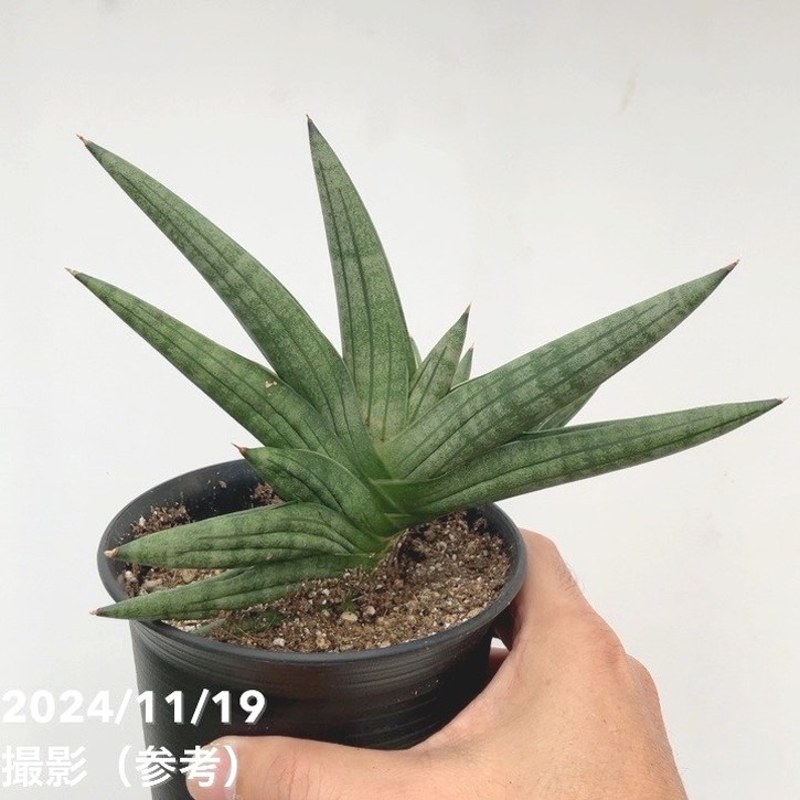 エリア用ソリッドグラス:フューザリア40F スリクソン ZXiU ユーティリティ N.S.PRO 950GH neo スチールシャフト