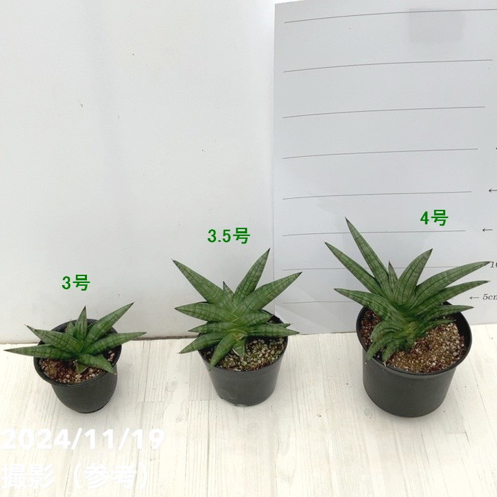 アグラオネマ、サンスベリア2鉢価格　なぁ 楽天市場】アグラオネマ（種類（植物）サンスベリア）の通販