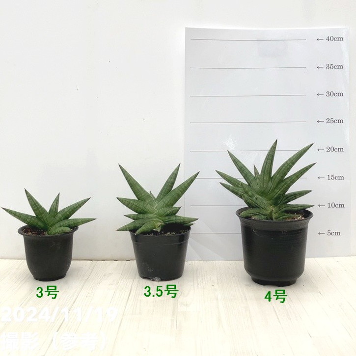 大きいサンスベリア 黒鉢付き 楽天市場】サンセベリア （ローレンティー） 黒色 セラアート鉢 8号