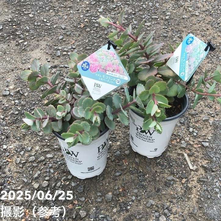 チェリー 多肉植物 多肉植物 