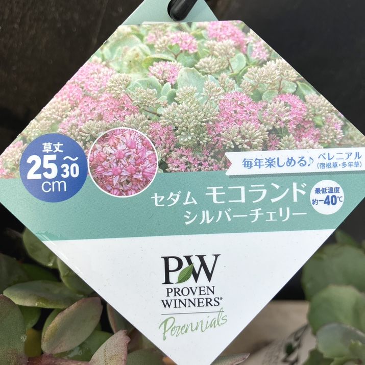 PW セダム モコランド シルバーチェリー 11cmロングポット×2鉢セット