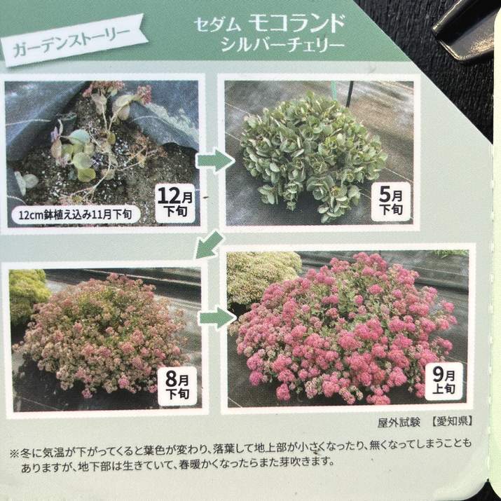 PW セダム モコランド シルバーチェリー 11cmロングポット×2鉢セット