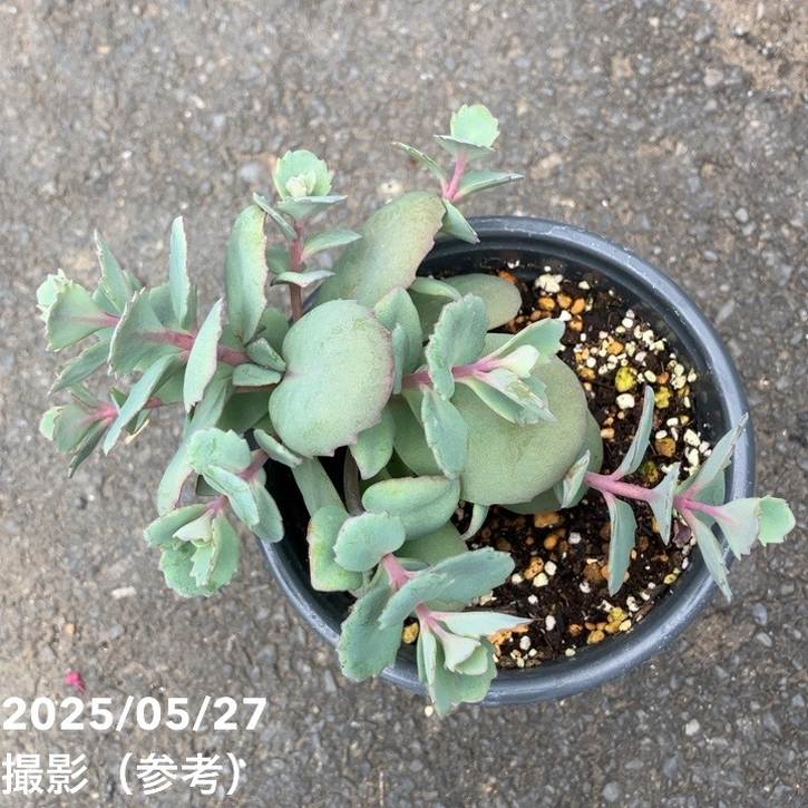 PW セダム モコランド シルバーチェリー 11cmロングポット×2鉢