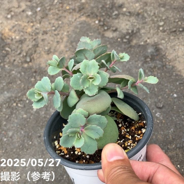 植木 PW セダム モコランド シルバーチェリー 11cmロングポット×2鉢セット