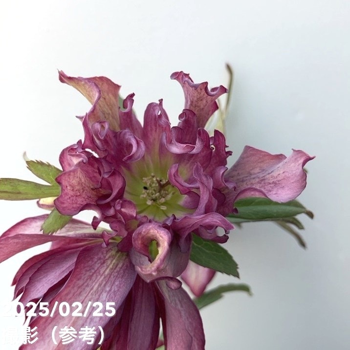 一点物】松村ナーセリー クリスマスローズ くるりんぱ 4.5号ポット