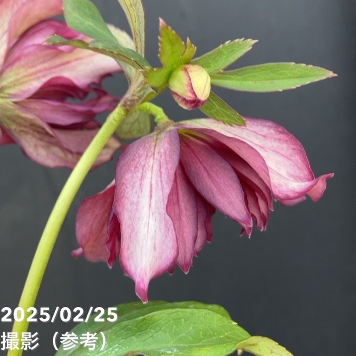 一点物】松村ナーセリー クリスマスローズ くるりんぱ 4.5号ポット 一点物】松村ナーセリー クリスマスローズ くるりんぱ 4.5号ポット