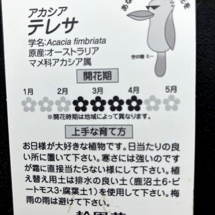 アカシア テレサ 7号｜花木04-PA | 花木・庭木,[記念樹・シンボル