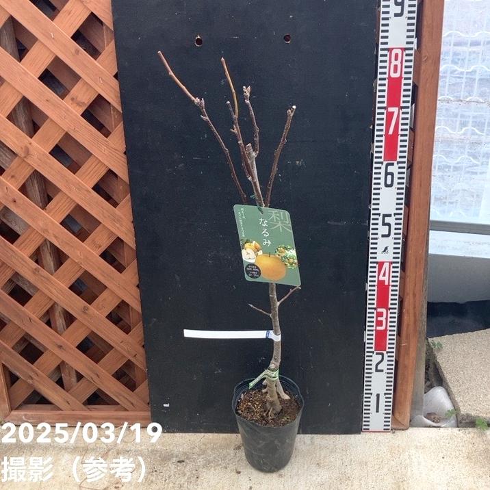 一本で実る！梨　なるみ苗木　山葡萄苗木 一本で実る！梨 なるみ苗木 山葡萄苗木 一本で実る！梨 なるみ苗木