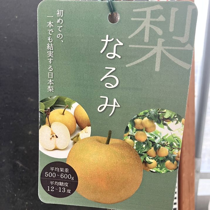 梨 ナシ なるみ 5号 1年生 PVP｜果樹04-PA | 果樹 | 赤塚植物園