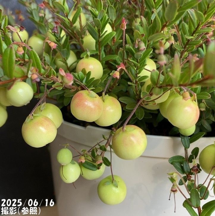 クランベリー 5号｜果樹04-PA | 果樹,ラズベリー・ベリー類 | 赤塚