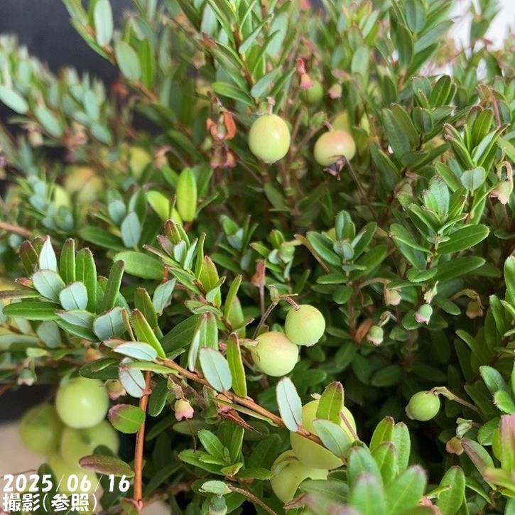 クランベリー 5号｜果樹04-PA | 果樹,ラズベリー・ベリー類 | 赤塚