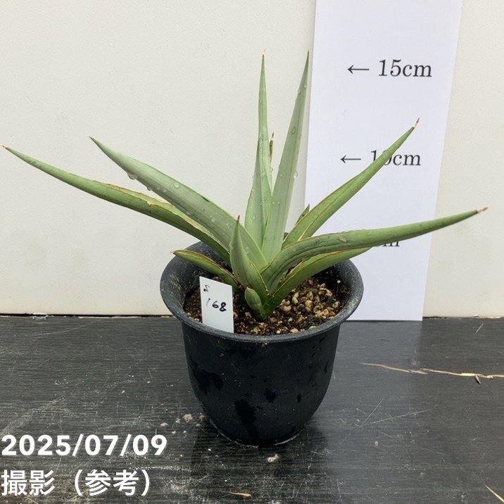 サンスベリア　No Name ダンシングドラゴン　最新　ハイブリッド サンセベリア ダンシング ドラゴン | ソレトナ植物店