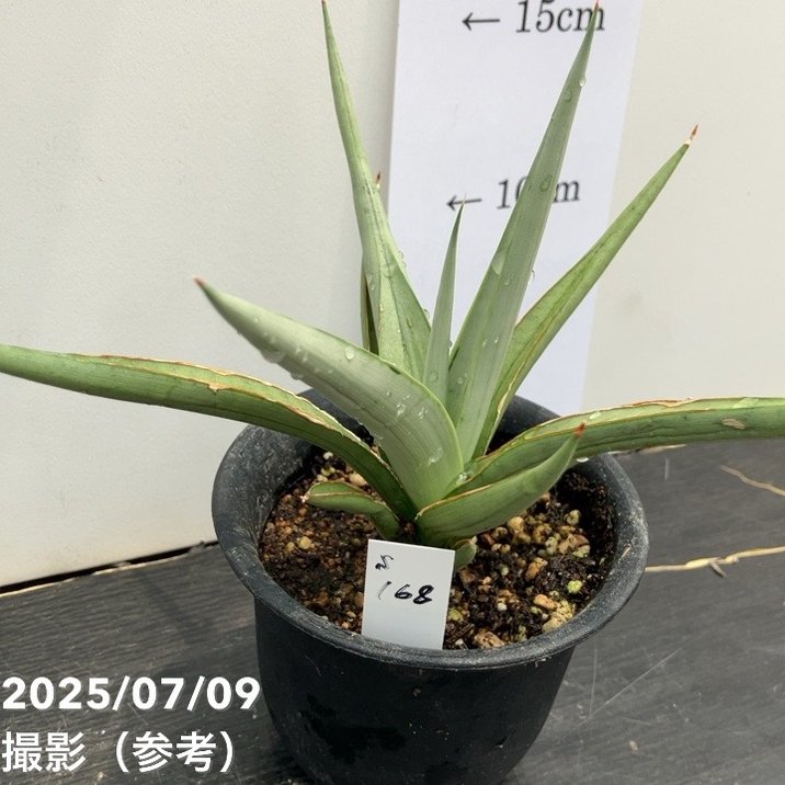 現品お届け】サンスベリア 3号 ダンシングドラゴン（S168）｜観葉02-D2