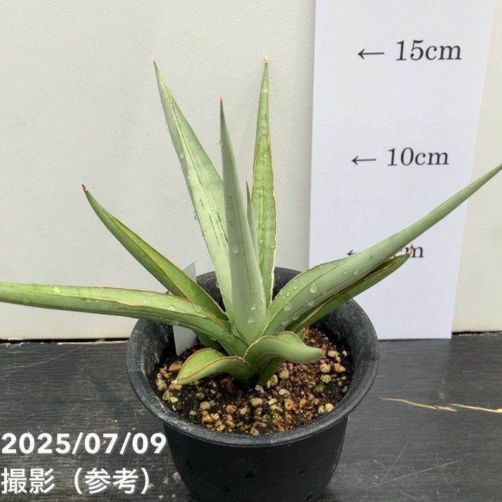 ① 【超希少】 ダンシングドラゴン錦　斑入り　サンスベリア　ロリダ　サボテン 超希少】 ダンシングドラゴン 錦 斑入り サンスベリア ロリダ サボテン