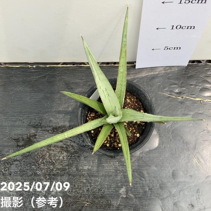 サンスベリア　ダンシングドラゴン　カラータグ:黄色 園芸ネット本店｜サンセベリア：ダンシングドラゴン 3.5号鉢植え の