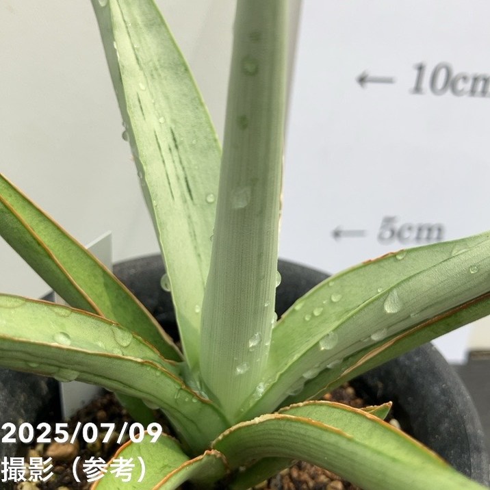 期間限定10％OFF！】【現品お届け】サンスベリア 3号 ダンシング