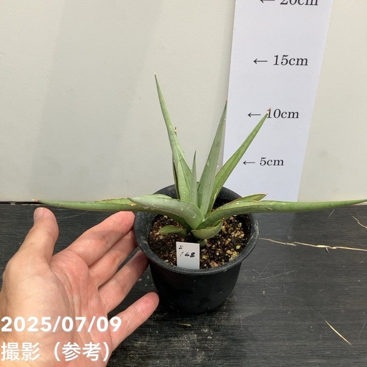 期間限定10％OFF！】【現品お届け】サンスベリア 3号 ダンシング