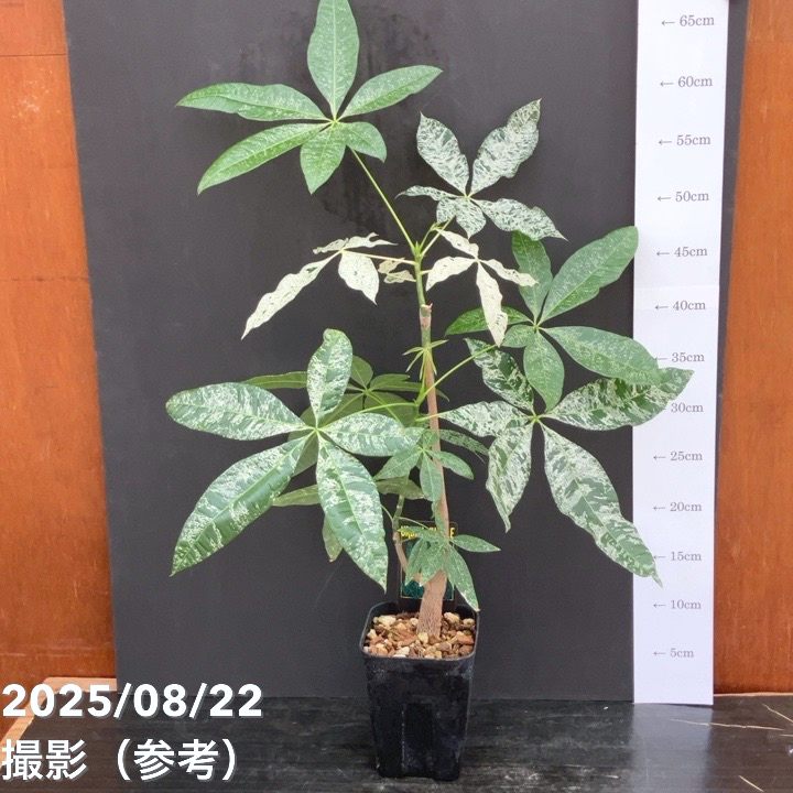 現品お届け】実生 斑入りパキラ Pachira glabra 'variegata' 4号
