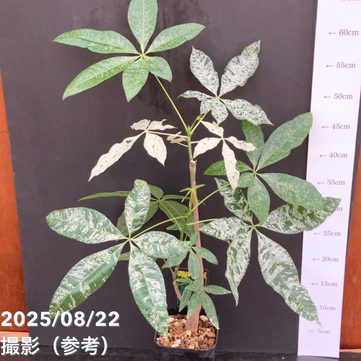 希少　パキラ　実生　珍しい斑入り　観葉植物 現品お届け】実生 斑入りパキラ Pachira glabra 'variegata' 4号