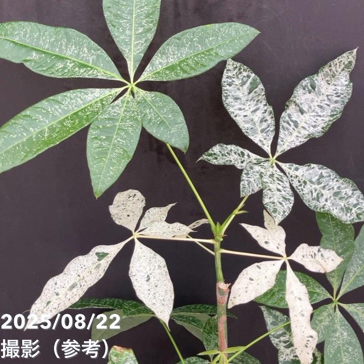 現品お届け】実生 斑入りパキラ Pachira glabra 'variegata' 4号