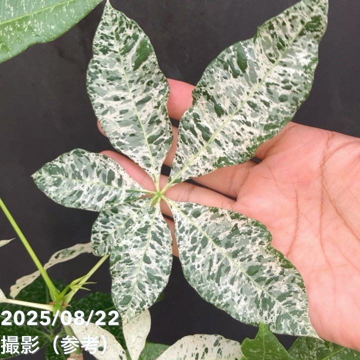 現品お届け】実生 斑入りパキラ Pachira glabra 'variegata' 4号