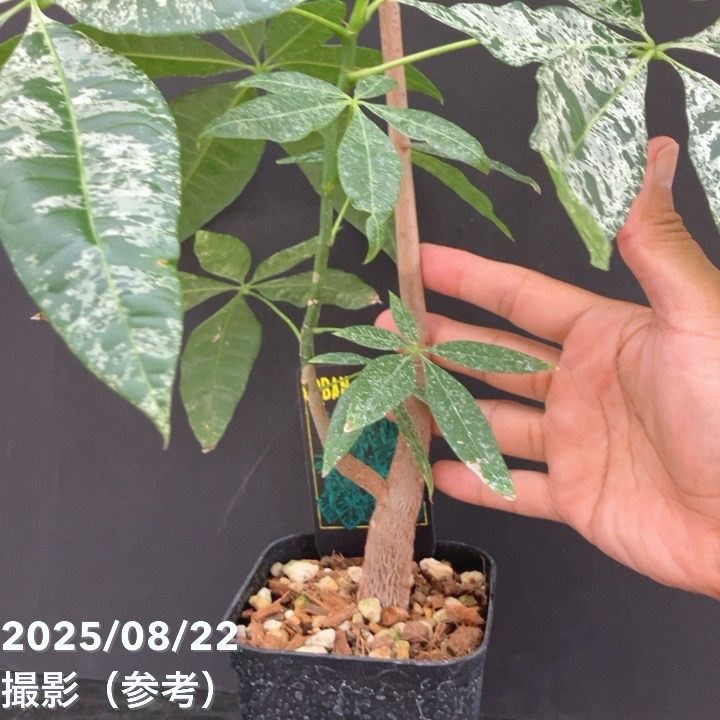 斑入りパキラ実生苗 斑入りパキラ 実生 2.5号｜観葉10-TU : 赤塚植物園ヤフー店