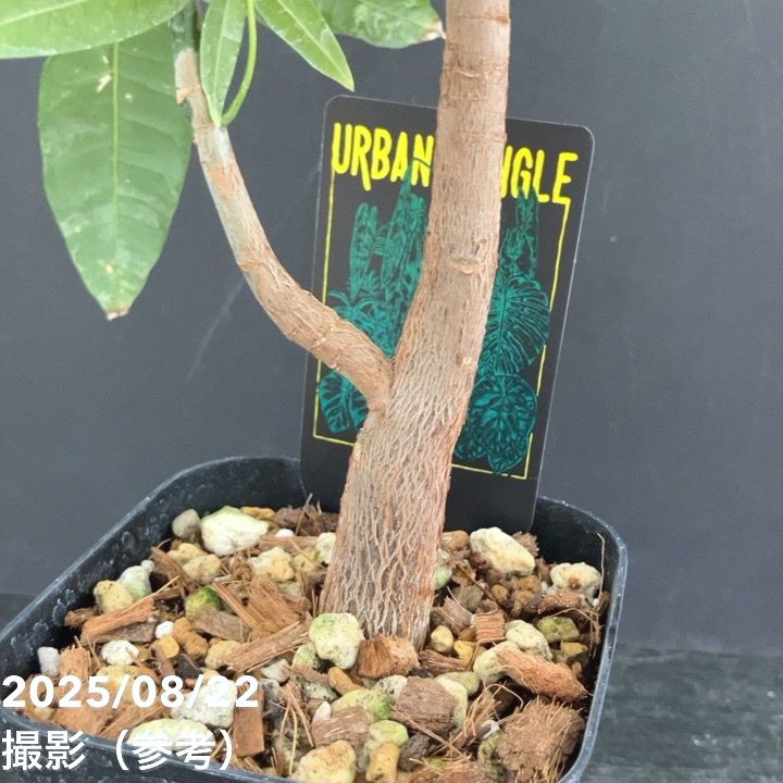 現品お届け】実生 斑入りパキラ Pachira glabra 'variegata' 4号