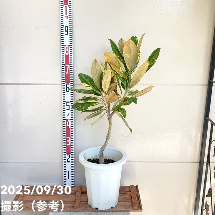 現品お届け】斑入り タイサンボク 7号｜花木04-PA | 花木・庭木 | 赤塚