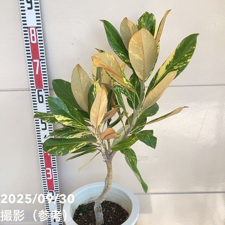 現品お届け】斑入り タイサンボク 7号｜花木04-PA | 花木・庭木 | 赤塚