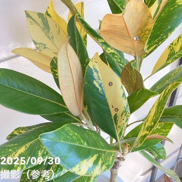 現品お届け】斑入り タイサンボク 7号｜花木04-PA | 花木・庭木 | 赤塚