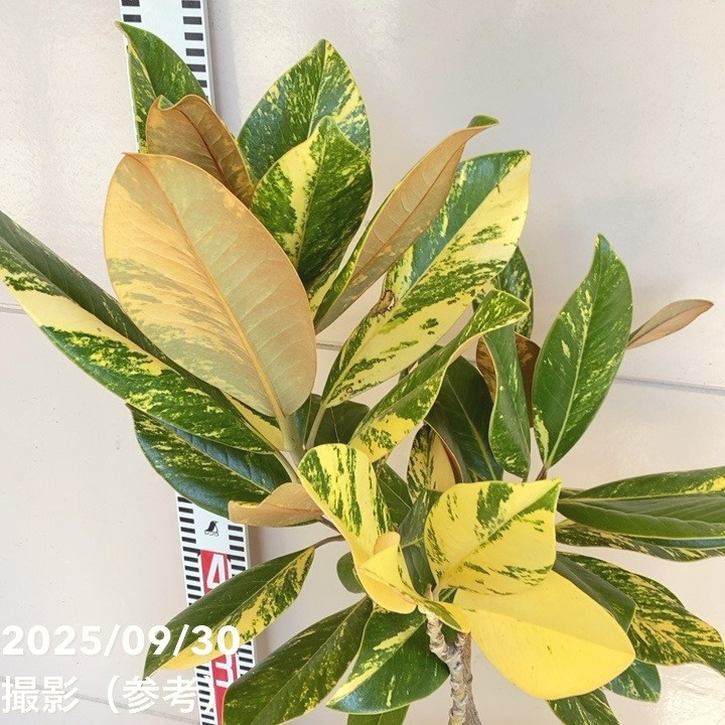 タイサンボク　斑入り　5.5号鉢 タイサンボク 斑入り 5.5号鉢 タイサンボク 斑入り | 現品販売