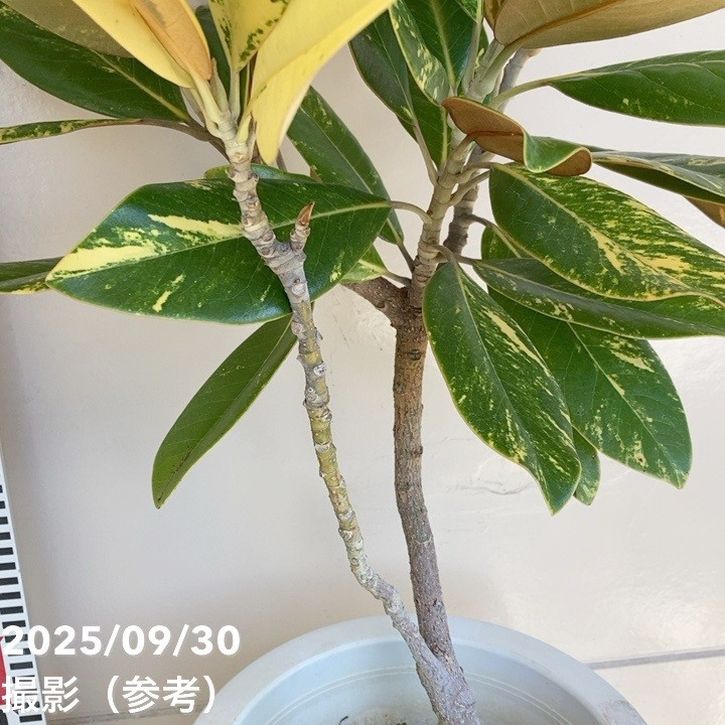 現品お届け】斑入り タイサンボク 7号｜花木04-PA | 花木・庭木 | 赤塚