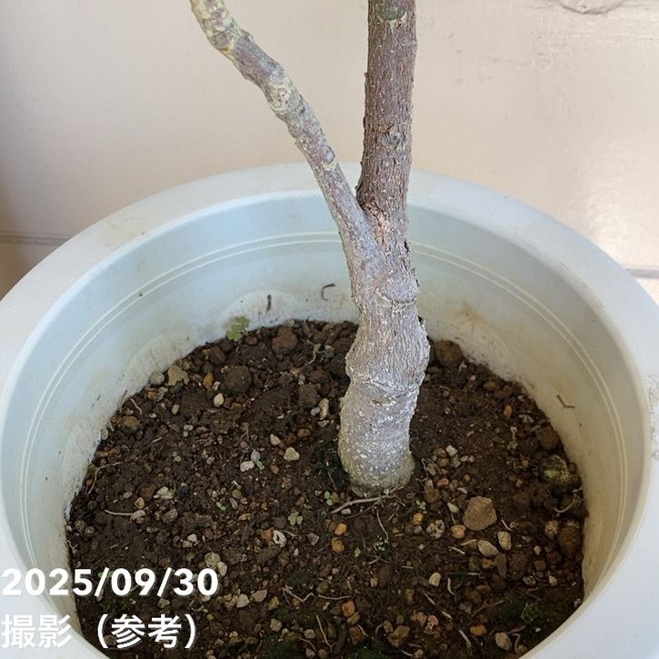 現品お届け】斑入り タイサンボク 7号｜花木04-PA | 花木・庭木 | 赤塚